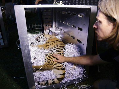Un des trois tigres de Sibérie qui s'apprête à s'envoler pour la France à Aley, au Liban, le 10 juillet 2017 - ANWAR AMRO [AFP]