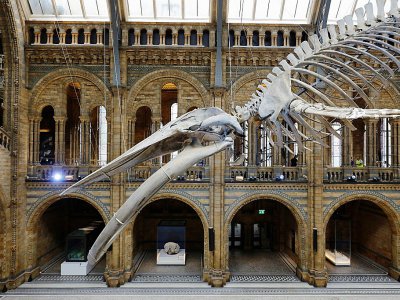 Le squelette d'une baleine bleue dans le grand hall d'accueil du Musée d'histoire naturelle de Londres, le 13 juillet 2017  - Tolga AKMEN [AFP]
