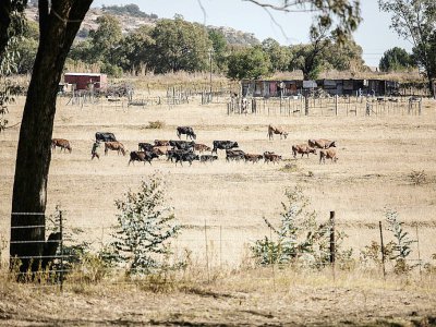 Un troupeau paît à Ladybrand, en Afrique du Sud, le 1er juin 2017 - GIANLUIGI GUERCIA [AFP]