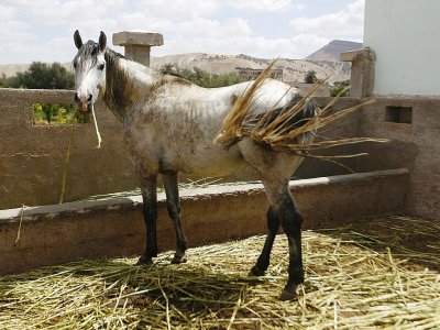 Un cheval, nourri à l'aide de  suppléments alimentaires à base d'huiles essentielles, dans le but de combattre les germes résistants aux antibiotiques, le 30 juin 2017 au nord-est de Fès (Maroc) - STRINGER [AFP]