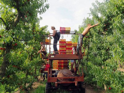 Ramassage de nectarines à Saint-Genis des Fontaines, le 21 juillet 20174 - RAYMOND ROIG [AFP]