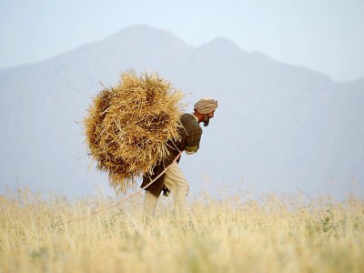 Un paysan afghan porte une botte de blé, le 28 juillet 2017 près de Mazar-i-Sharif - FARSHAD USYAN [AFP/Archives]