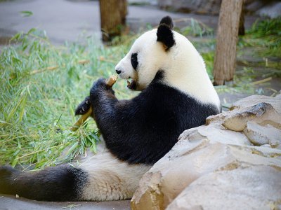 Dans la foule des visiteurs estivaux, les pandas géants de Beauval sont plus que jamais des stars. Mais seul le mâle et père biologique Yuan Zi ("Fils de celui qui a la tête ronde") -ici en pleine dégustation- assure le spectacle en extérieur. - GUILLAUME SOUVANT [AFP]