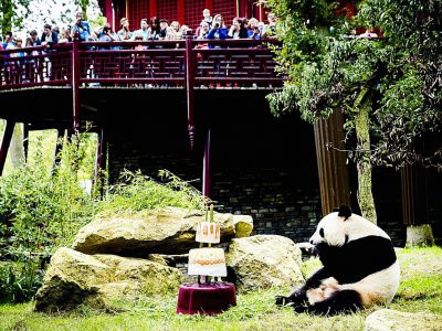 Des visiteurs du zoo de Rhenen aux Pays-Bas observent un panda manger un gâteau glacé, le 8 août 2017 - Remko DE WAAL [ANP/AFP]