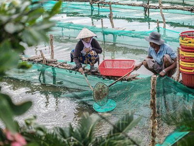 Des éleveurs pêchent des crevettes dans leur exploitation du district de My Xuyen, dans le delta du Mékong au sud du Vietnam, le 13 juillet 2017 - Roberto SCHMIDT [AFP]