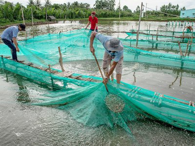 Des éleveurs de crevettes dans leur exploitation du district de My Xuyen, dans le delta du Mékong au sud du Vietnam, le 13 juillet 2017 - Roberto SCHMIDT [AFP]