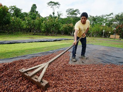 Esteban Gabriel, producteur de cacao biologique, dans sa plantation près de Los Angeles de Primavera (Spring Angels), au Pérou, le 30 juin 2017 - CRIS BOURONCLE [AFP]