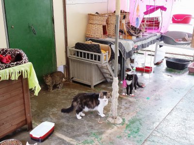 Plus de 80 chats attendent une adoption au refuge de Lintot/Bolbec. - Gilles Anthoine
