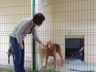 Plus de 20 chiens attendent une adoption au refuge de Lintot/Bolbec. - Gilles Anthoine