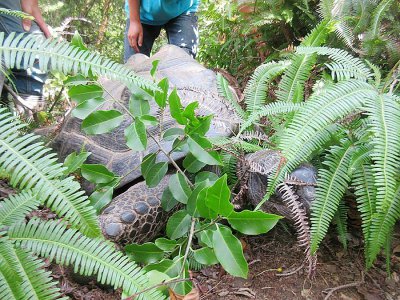 La tortue Abuh, femelle de 55 kilos, a été retrouvée dans un massif non loin du parc animalier de Shibukawa (préfecture d'Okayama) - Handout [SHIBUKAWA ANIMAL PARK/AFP]