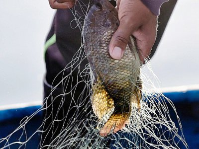 Un poisson pêché dans un canal du jardin de Xochimilco - ALFREDO ESTRELLA [AFP]
