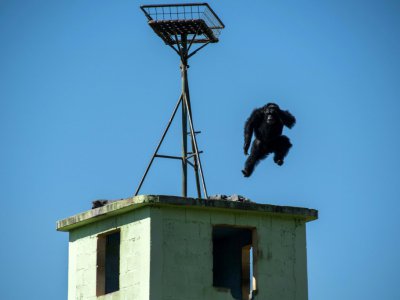 Un chimpanzé dans un refuge de Sorocaba, au Brésil, le 28 juillet 2017 - NELSON ALMEIDA [AFP]