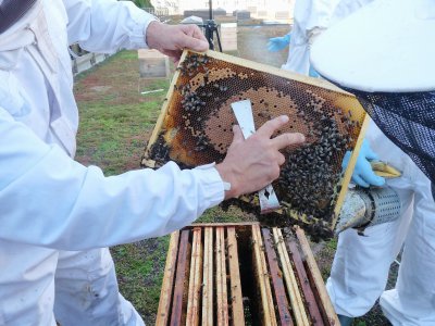 Les abeilles restent accrochées au cadre, là où elles ont produit du miel. - Margaux Rousset