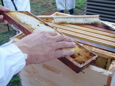 Les cadres sont récoltés pour que le miel soit ensuite extrait. - Margaux Rousset
