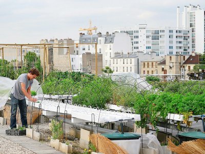 Un employé de la start-up Aeromate surveille les plantations de légumes et d'herbes aromatiques sur le toit d'un bâtiment de la RATP à Paris le 24 août 2017 - Benjamin Cremel [AFP]