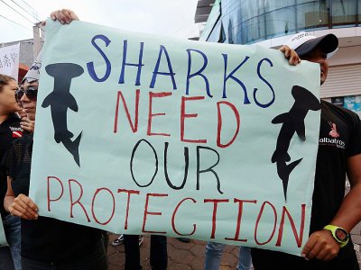"Les requins ont besoin de notre protection", lit-on sur une pancarte lors d'une manifestation contre la pêche illégale sur l'île équatorienne de Santa Cruz aux Galapagos le 14 août 2017 - JUAN CEVALLOS [AFP/Archives]