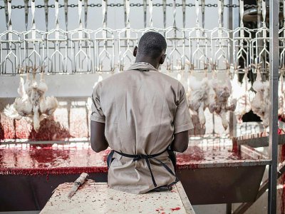 Un homme abat des poulets à Valentine Chicken Abattoir le 11 juillet 2017 au Nigeria - STEFAN HEUNIS [AFP]