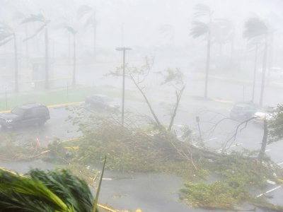 L'ouragan Maria, en touchant Porto Rico le 20 septembre 2017, a arraché de nombreux arbres, comme ici sur le parkin du Roberto Clemente Coliseum - HECTOR RETAMAL [AFP]