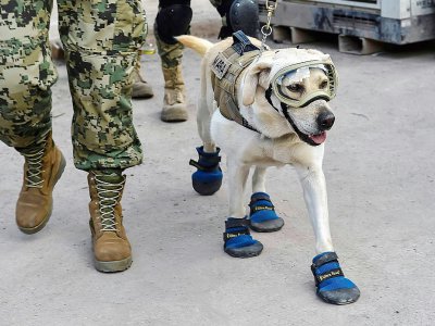 Frida, une chienne, spécialiste de la détection de personnes vivantes dans des décombres, a pour mission de chercher des survivants dans les ruines de l'école Enrique Rebsamen à Mexico, le 22 septembre 2017 - OMAR TORRES [AFP]