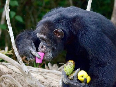 Le chimpanzé Ponso, le 18 août 2017 sur l'île aux chimpanzés, à Grand-Lahou, en Côte d'Ivoire - ISSOUF SANOGO [AFP]