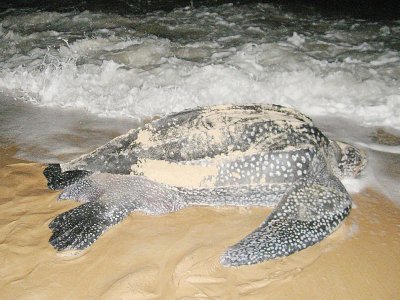 Une tortue luth sur la plage de Pointe Denis au Gabon - PATRICK FORT [AFP/Archives]
