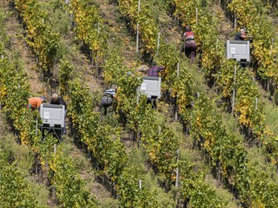 Toute les vignes seront dépouillées en une semaine, à raison de 4 descentes par jour d'une heure trente environ. - PATRICK HERTZOG [AFP]