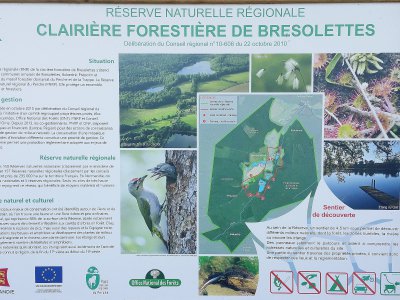 La clairière de Bresolettes, réserve naturelle régionale normande. - Eric Mas