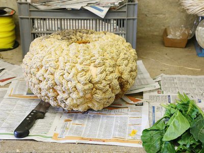 Le potiron galeux d'Eysines, cultivé dans le Potager du Roi, le 20 octobre 2017 à Versailles - LUDOVIC MARIN [AFP]