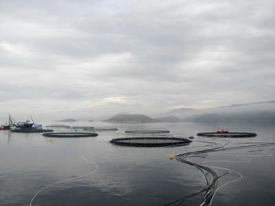 Filets circulaires du fournisseur de produits d'aquaculture à Hitra Bay, à l'est de Trondheim (Norvège) le 22 septembre 2016 - Céline SERRAT [AFP/Archives]