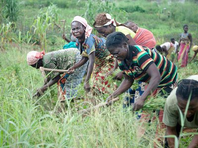 Des femmes cultivent un champ le 5 octobre dans un champ de Bambari - FLORENT VERGNES [AFP]