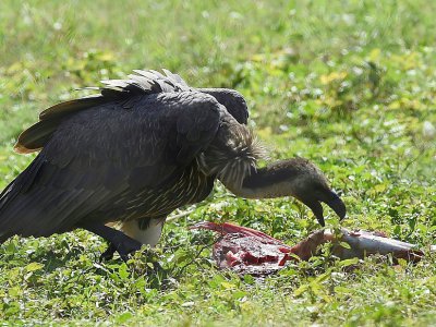 Un vautour mange de la viande dans l'enclos de la forêt de Changa Manga au Pakistan, le 20 septembre 2017 - ARIF ALI [AFP]