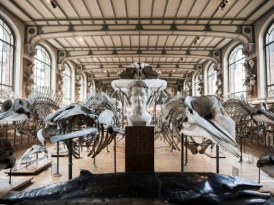 Des squelettes d'animaux dans la galerie d'anatomie comparée du Museum d'Histoire naturelle le 16 novembre 2017 - Martin BUREAU [AFP]