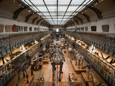 Des squelettes de dinosaures dans la galerie de paléontologie du Museum d'Histoire naturelle le 16 novembre 2017 - Martin BUREAU [AFP/Archives]