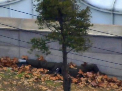 Capture d'image d'une vidéo fournie par le Commandement des Nations Unis en Corée montrant un militaire nord-coréen allongé au sol, blessé, après être passé au Sud, le 22 novembre 2017 dans la Zone démilitarisée - Handout [Commandement des Natios Unies en Corée/AFP]