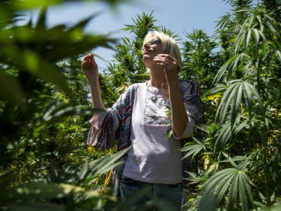 Une touriste allemande dans un champ de plants de cannabis, près de Ketama, une région du nord du Maroc réputée pour ses cultures, dans un pays où le cannabis fait vivre des dizaines de milliers de ménages - FADEL SENNA [AFP]