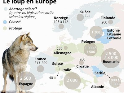 Les loups en Europe - Paul DEFOSSEUX [AFP]