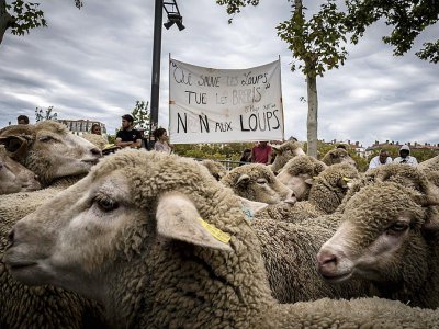Des éleveurs de brebis manifestent contre le loup, le 9 octobre 2017 à Lyon - JEAN-PHILIPPE KSIAZEK [AFP/Archives]