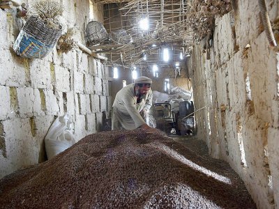 Un agriculteur indien inspecte des grains de raisin à Kaboul, le 5 octobre 2017 - WAKIL KOHSAR [AFP]