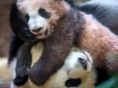Le bébé panda Yuan Meng joue avec sa mère dans le zoo de Beauval, le 12 janvier 2018 - GUILLAUME SOUVANT [AFP]
