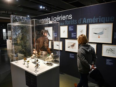 Les 101 planches exposées au Muséum de La Rochelle illustrent l'évolution rapide de la technique du jeune Audubon. - XAVIER LEOTY [AFP]
