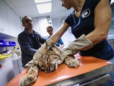 Entre septembre et décembre 2017, sept lynx ont été percutés et six tués: une hécatombe pour cette espèce protégée. - SEBASTIEN BOZON [AFP]