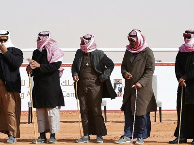 Des juges saoudiens évaluent la performance des chameaux lors d'un concours de beauté dans le cadre du festival Roi-Abdelaziz à Al-Rumhiya, à 160 km à l'est de Ryad, le 19 janvier 2018 - FAYEZ NURELDINE [AFP]