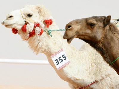 Des chameaux participent à un concours de beauté lors du festival Roi-Abdelaziz à Al-Rumhiya, à 160 km à l'est de Ryad, le 19 janvier 2018 - FAYEZ NURELDINE [AFP]