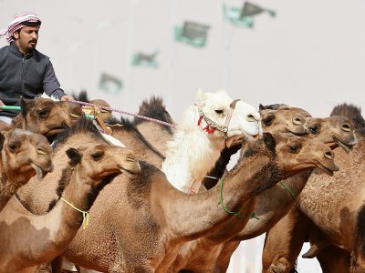 Un Saoudien dirige ses chameaux lors d'un concours de beauté dans le cadre du festival Roi-Abdelaziz à Al-Rumhiya, à 160 km à l'est de Ryad, le 19 janvier 2018 - FAYEZ NURELDINE [AFP]