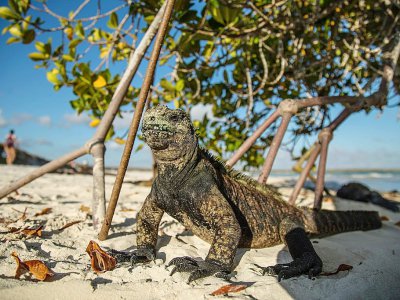 Un iguane sur la plage de Tortuga Bay, dans l'archipel des Galapagos, le 20 janvier 2018 - Pablo COZZAGLIO [AFP]