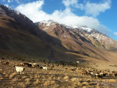 Un troupeau appartenant à la communauté wakhi, en Afghanistan, le 7 octobre 2017 - Gohar ABBAS [AFP]