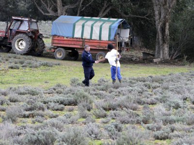 Sur cette photographie prise le 9 février 2018, un détenu serre la main d'un gardien alors qu'il cultive -en agriculture biologique- des olives et des immortelles -petites fleurs à l'odeur épicée - PASCAL POCHARD-CASABIANCA [AFP]