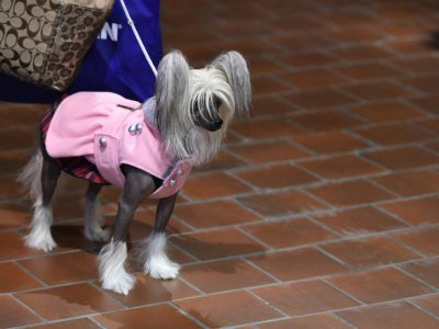 2.800 chiens sont sur leur 31 pour séduire le jury du Westminster Dog Show - TIMOTHY A. CLARY [AFP]
