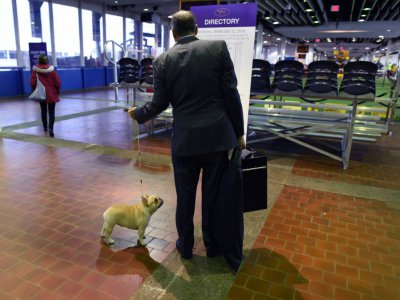 Un chien attend dans le hall avant d'être présenté au concours canin de New York, le 12 février 2018 - TIMOTHY A. CLARY [AFP]