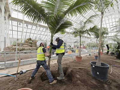 Deux hommes plantent un arbre dans la serre "Temperate House", située dans les jardins botaniques des Kew Gardens, à l'ouest de Londres, le 13 février 2018 - Justin TALLIS [AFP]